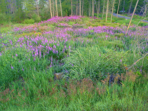 a plethora of Purple Fireweed.